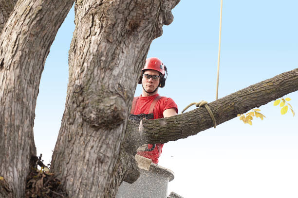 Best Tree Risk Assessment  in Englewood, TN